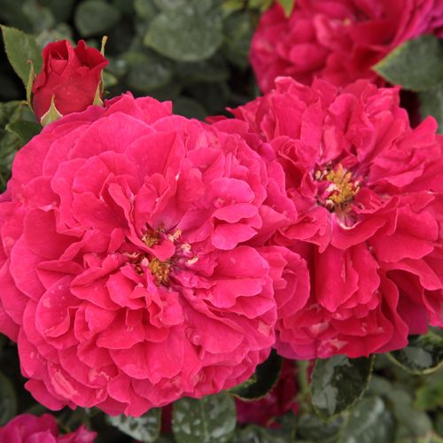 Shop - Rosa Leonard Dudley Braithwaite - rot - englische rosen - stark duftend - David Austin - Aus ihren samten, dunkelroten Knospen entwickeln sich rosettenförmige Blüten, deren süßer, frischer Duft an herkömmliche Rosen erinnert.
